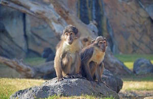 Imani (female mangabey monkey), the most special passenger of TRACOSA (Spain)