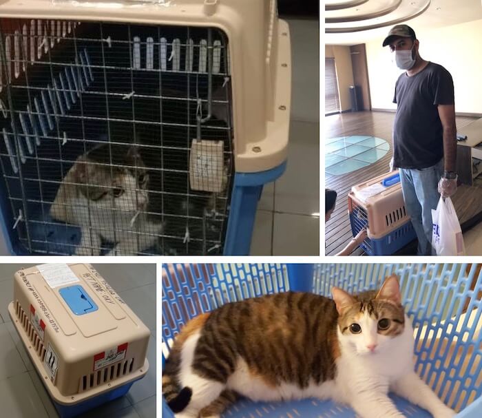 Pet relocation from Karachi to London by Target Logistics (Pakistan)