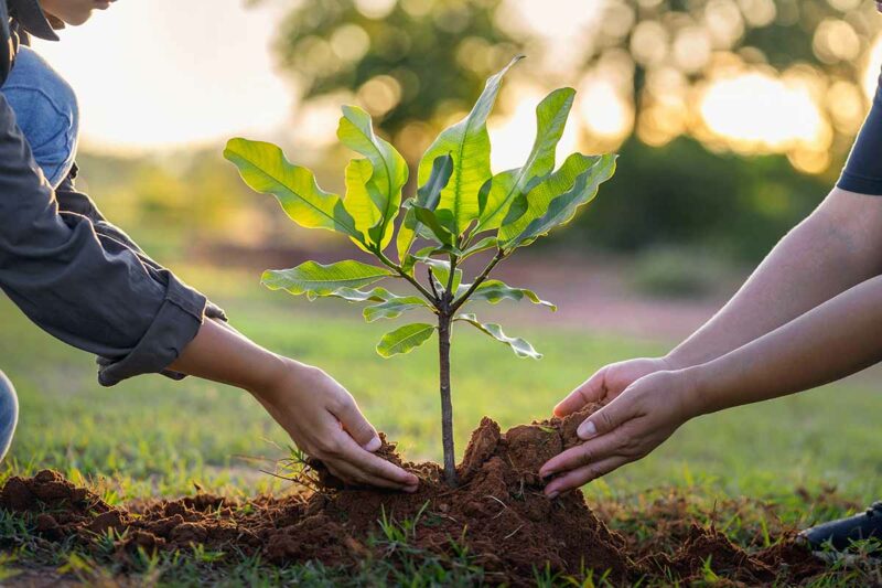 GLOBEX LOGISTICS (Brazil) ready to embrace a greener tomorrow, planting initiative in Cerrado Region